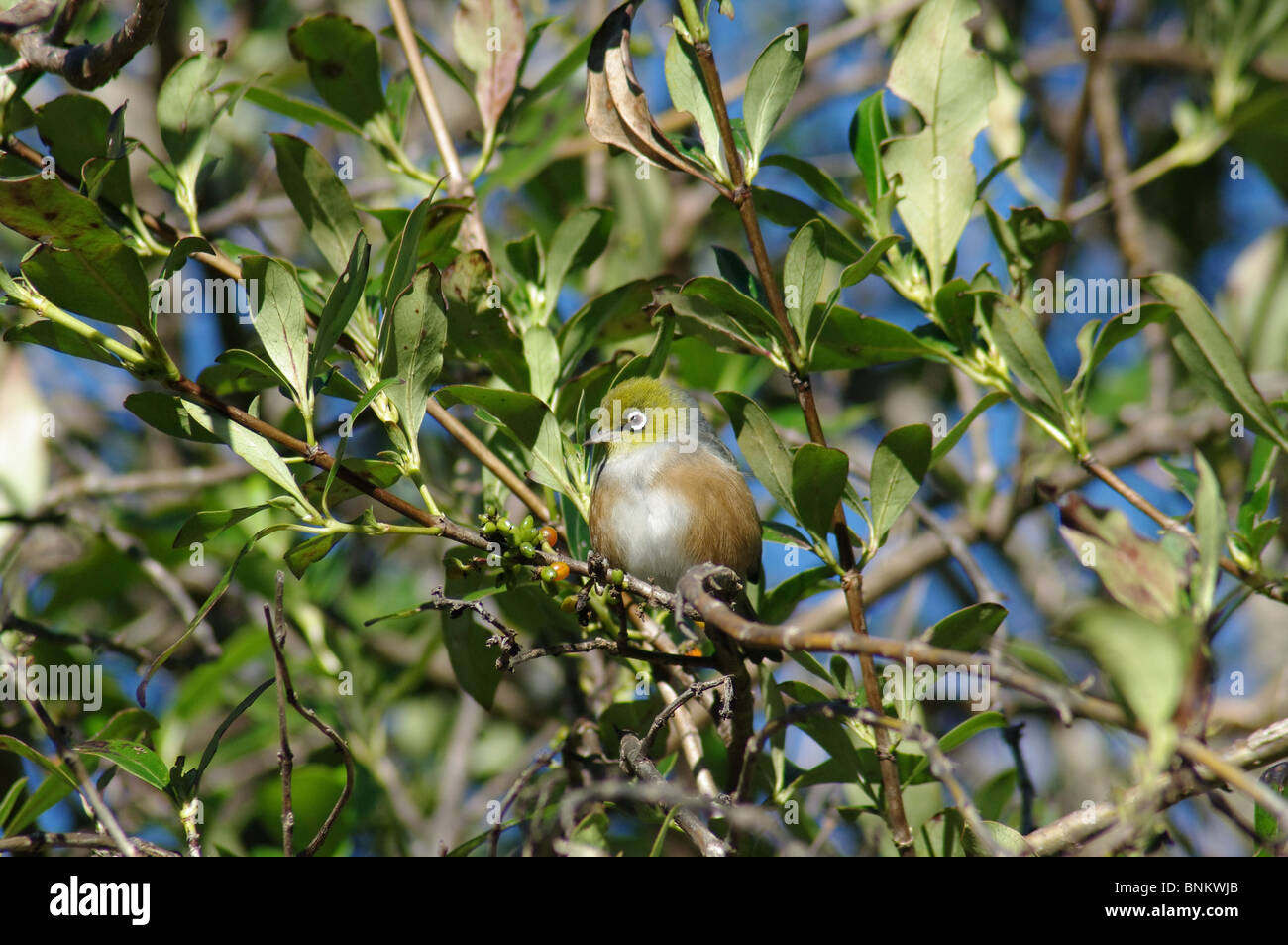 New Zealand Silvereye Bird on Karamu shrub with ripe fruit Stock Photo