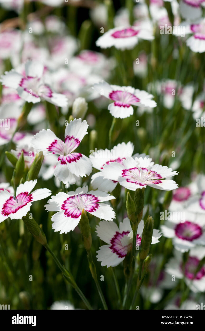 Sweet William Dianthus Arctic fire flowers Stock Photo