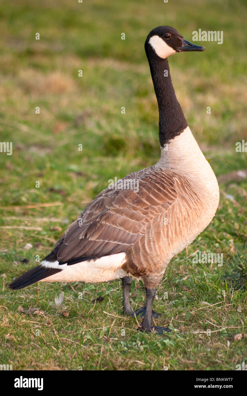 Canada Goose, Branta Canadensis, England Stock Photo - Alamy