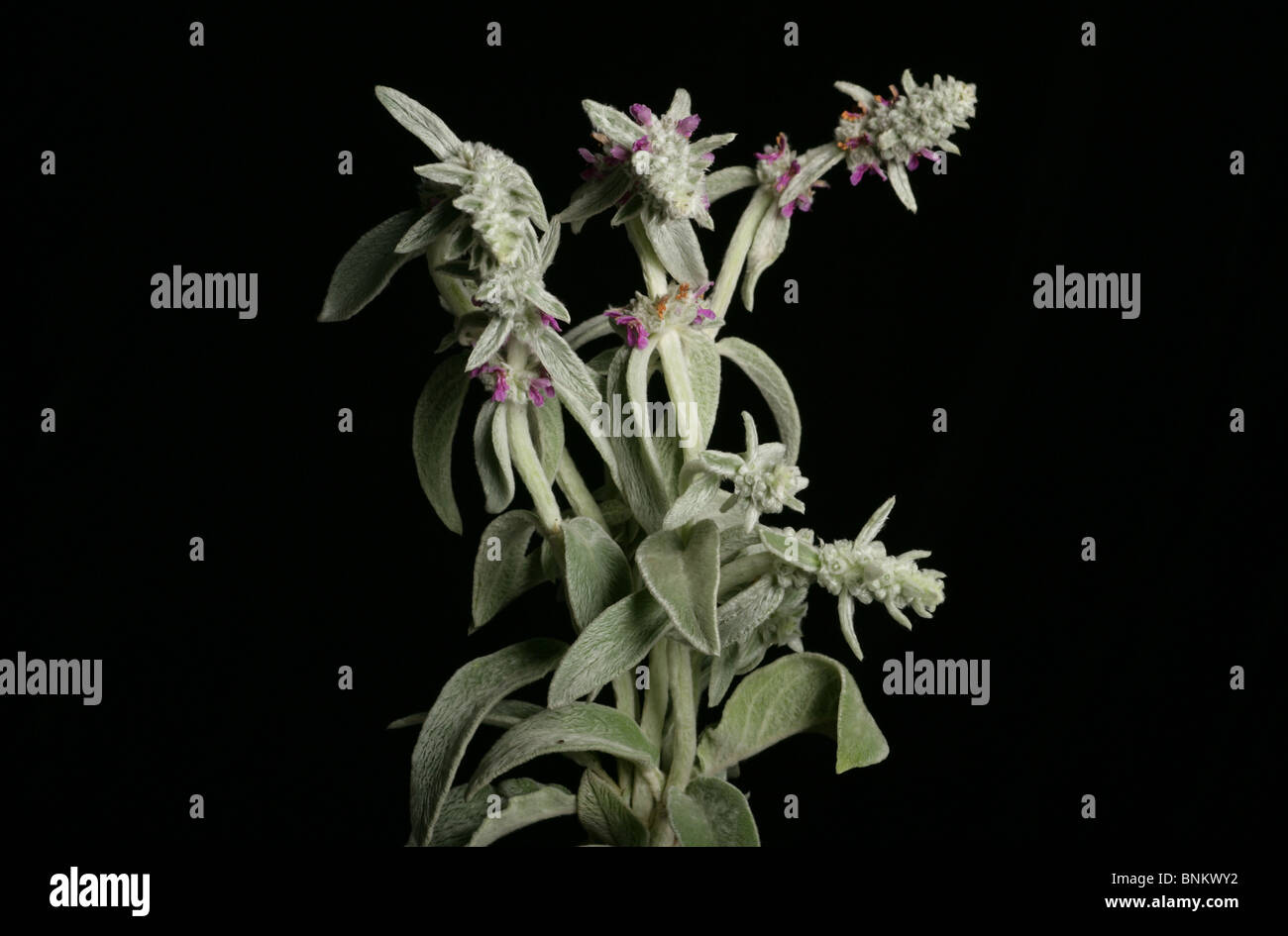 lambs ears stem Stock Photo Alamy