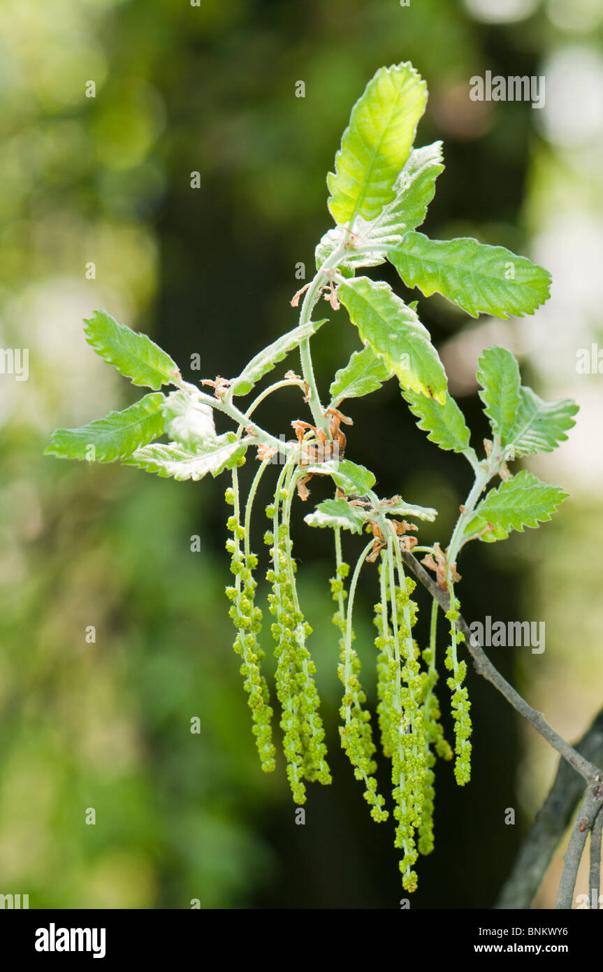 Green oak flowers and leaves, Spain Stock Photo