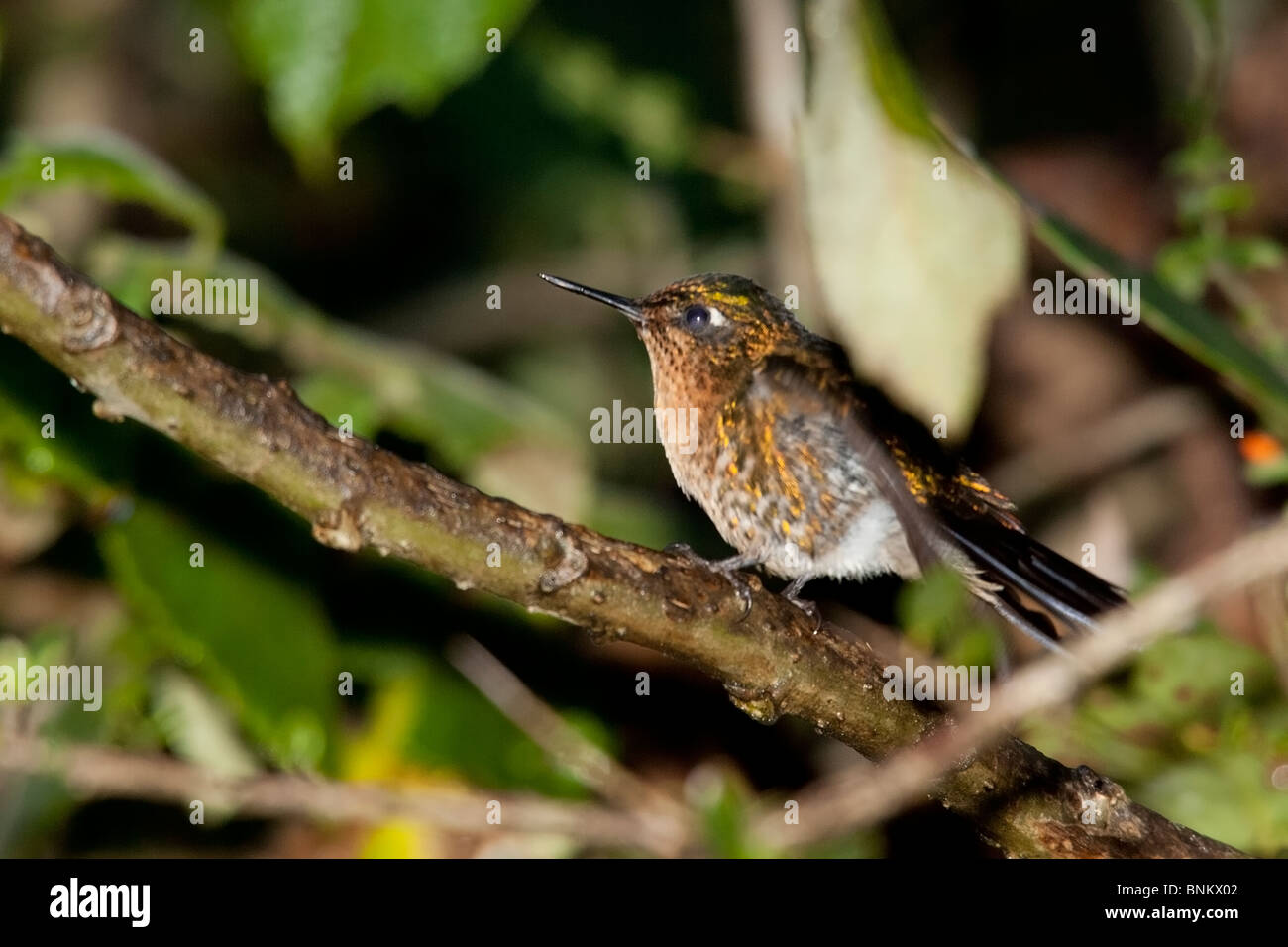 Tyrian metaltail hi-res stock photography and images - Alamy