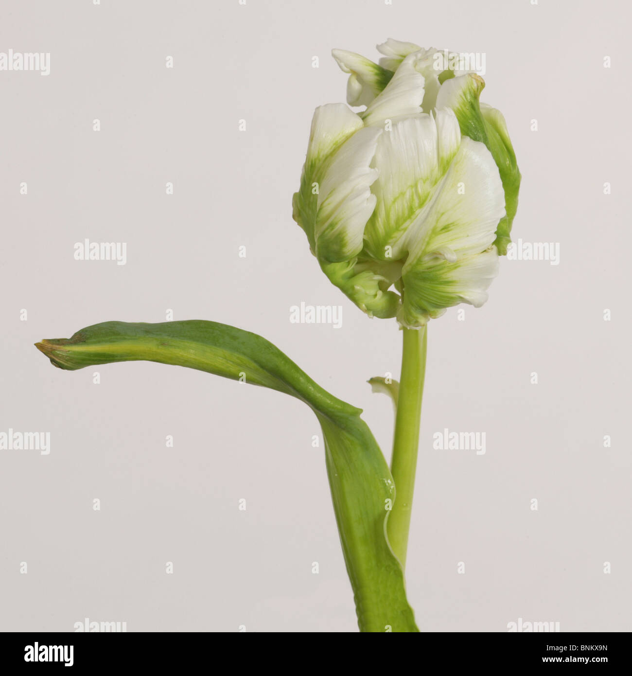 green bud with bent leaf spring fresh dew drops Stock Photo Alamy