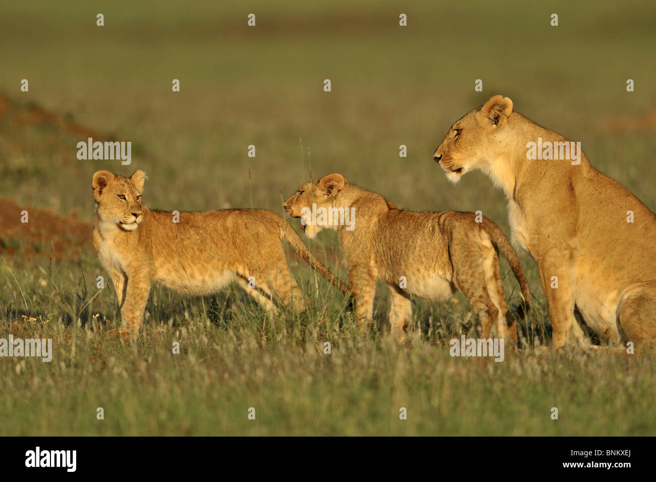 Lioness, Panthera leo, with cubs, Masai Mara National Reserve, Kenya ...