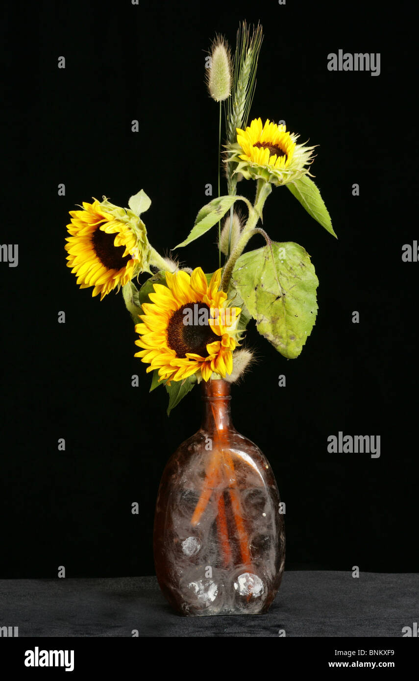 sunflowers in a glass vase Stock Photo - Alamy
