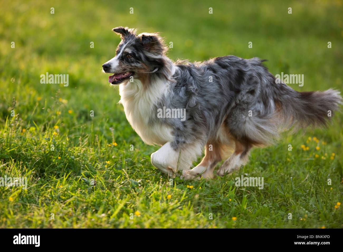 Australian Shepherd dog running meadow Stock Photo