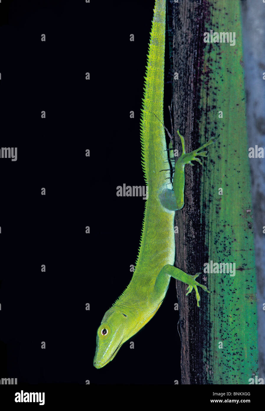 Jamaican Giant Anole Stock Photo