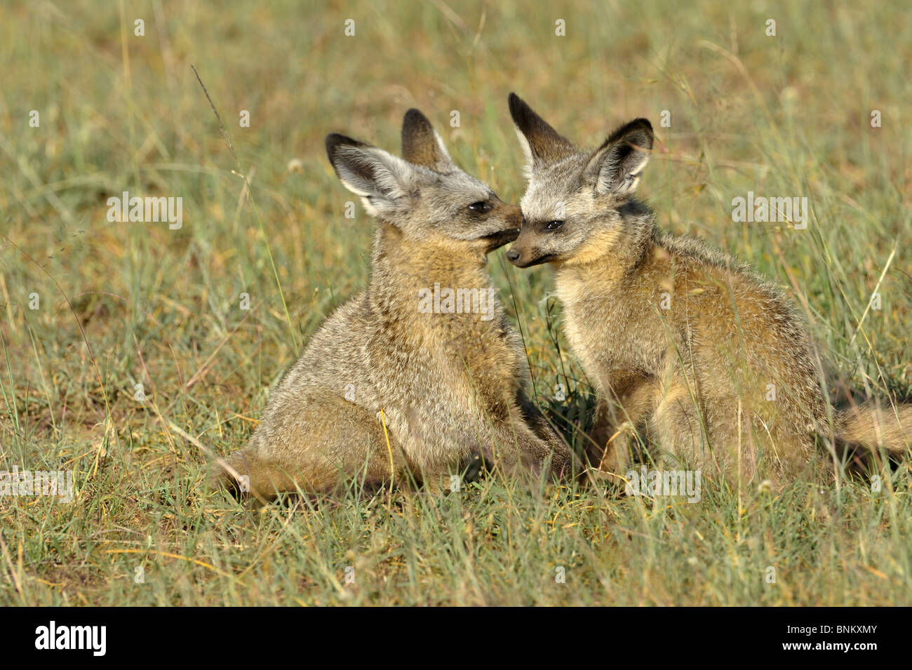 Bat-eared Foxes, Otocyon megalotis, Masai Mara National Reserve, Kenya