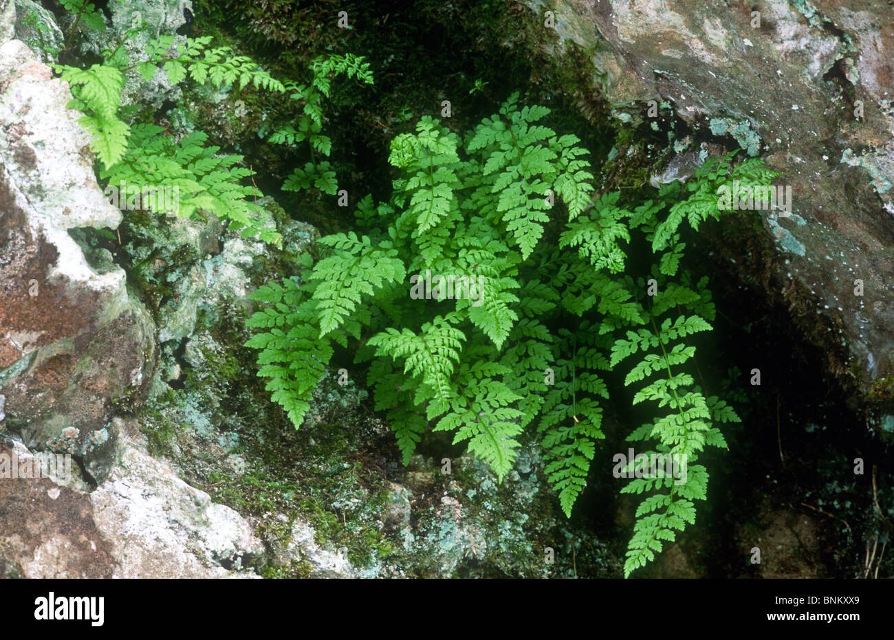 The brittle bladder fern hires stock photography and images Alamy