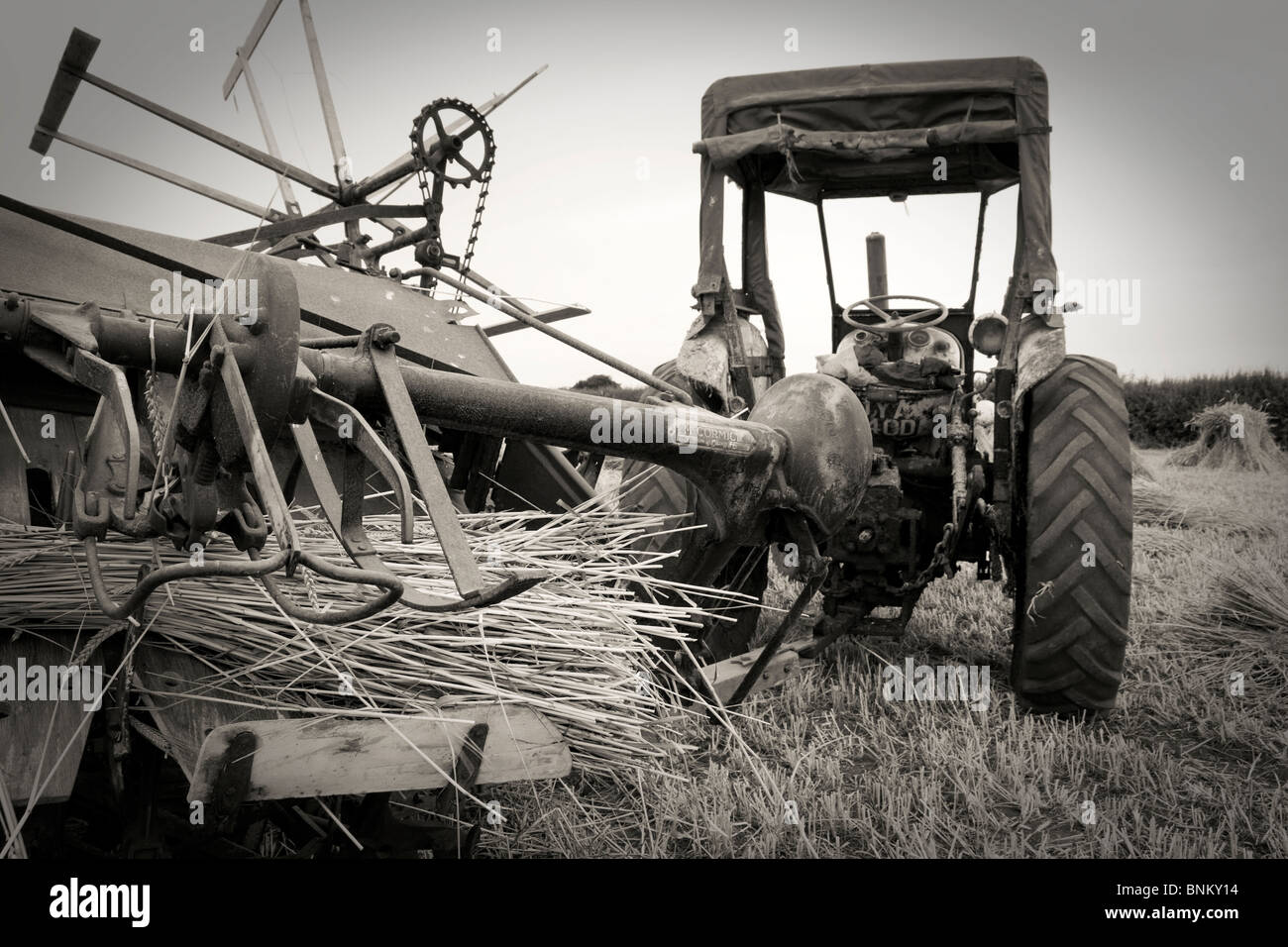 Old Time Reed Old-fashioned binder harvesting thatching reed Stock Photo - Alamy