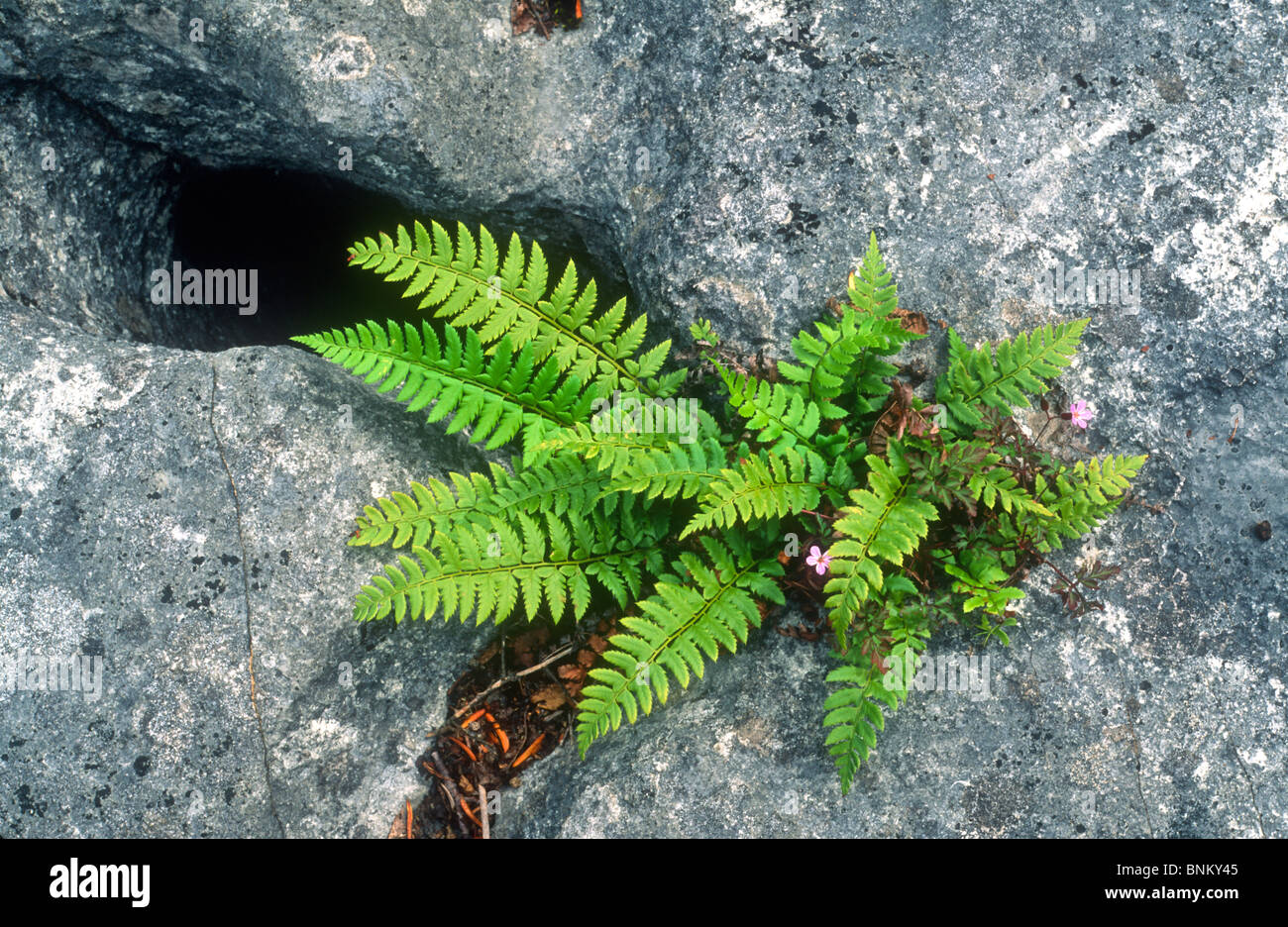 Hard shield fern, Polystichum aculeatum, on limestone pavement, Gait Barrows, Stock Photo