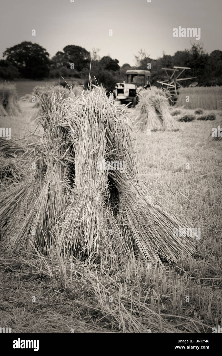 Old tractor in a field of harvested thatching reed Stock Photo Alamy