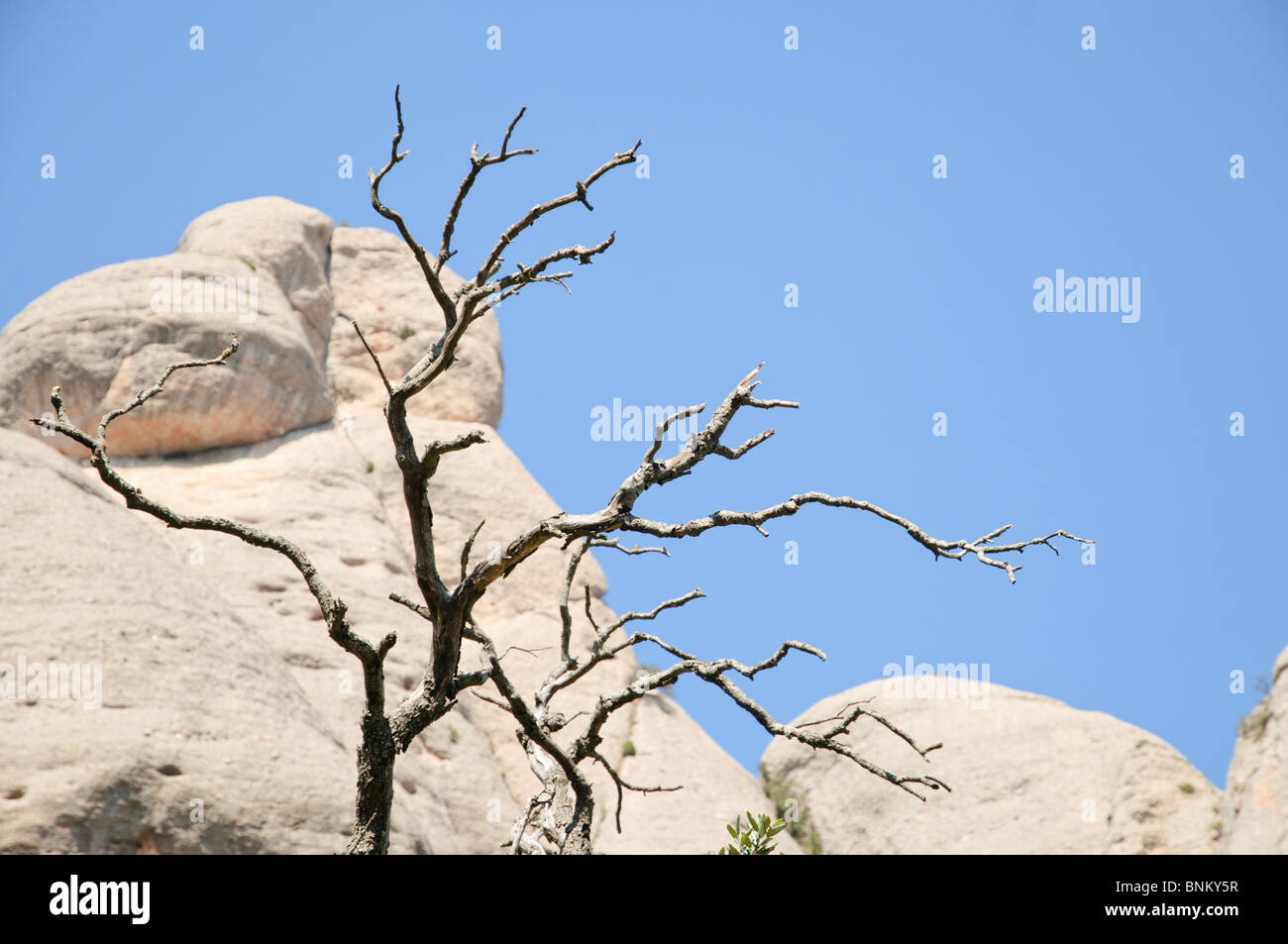 Dead tree and characteristic agglomerated rock from Montserrat mountain, Catalonia, Spain Stock Photo