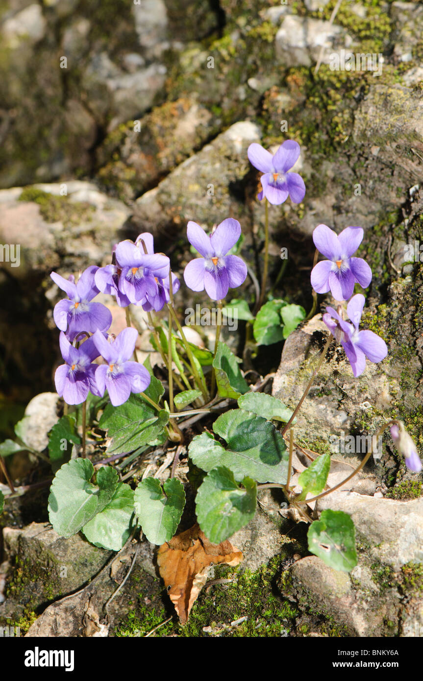 Violet wildflowers, Spain Stock Photo