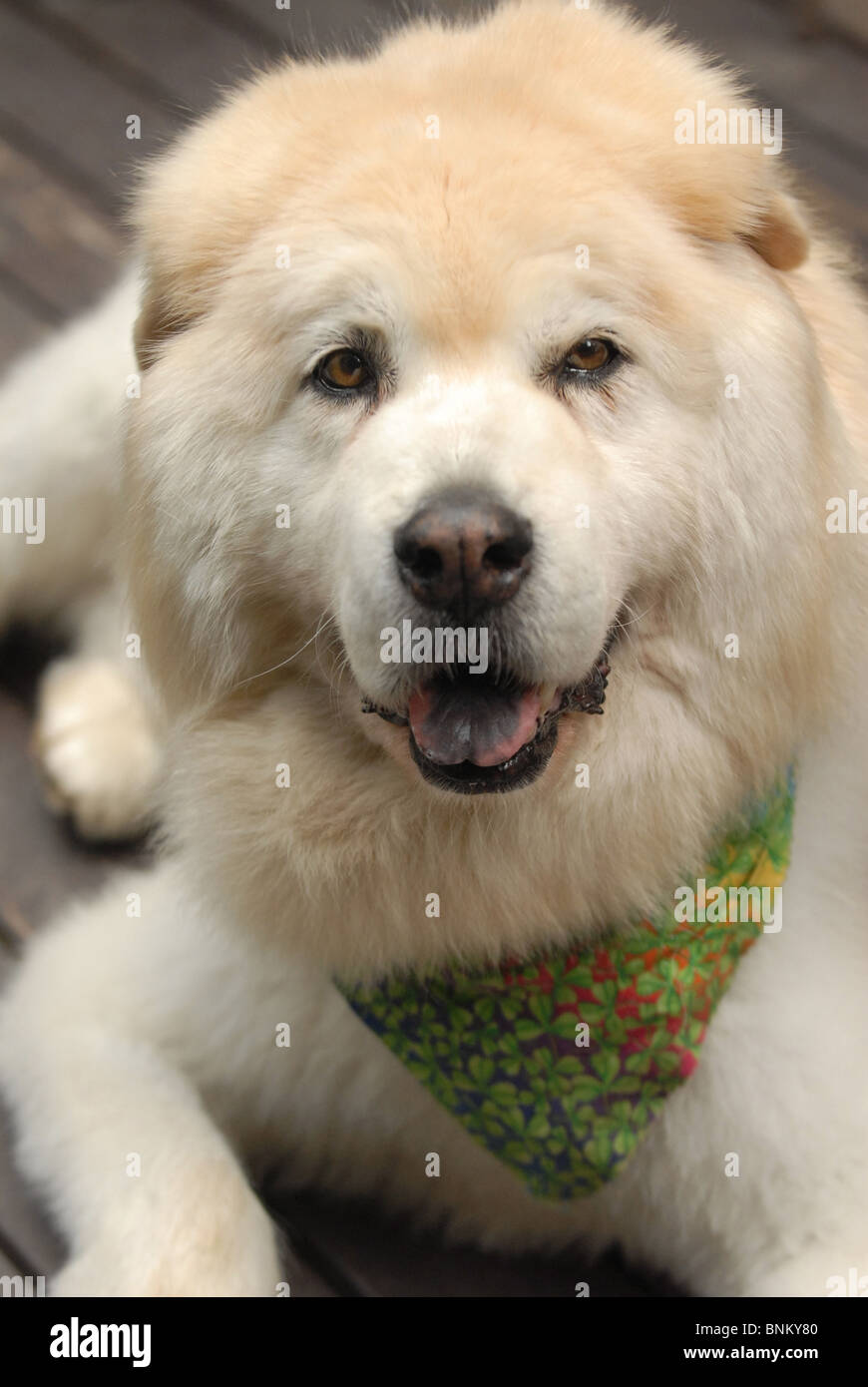 A mixed breed dog, believed to be a chow shows her tongue Stock Photo