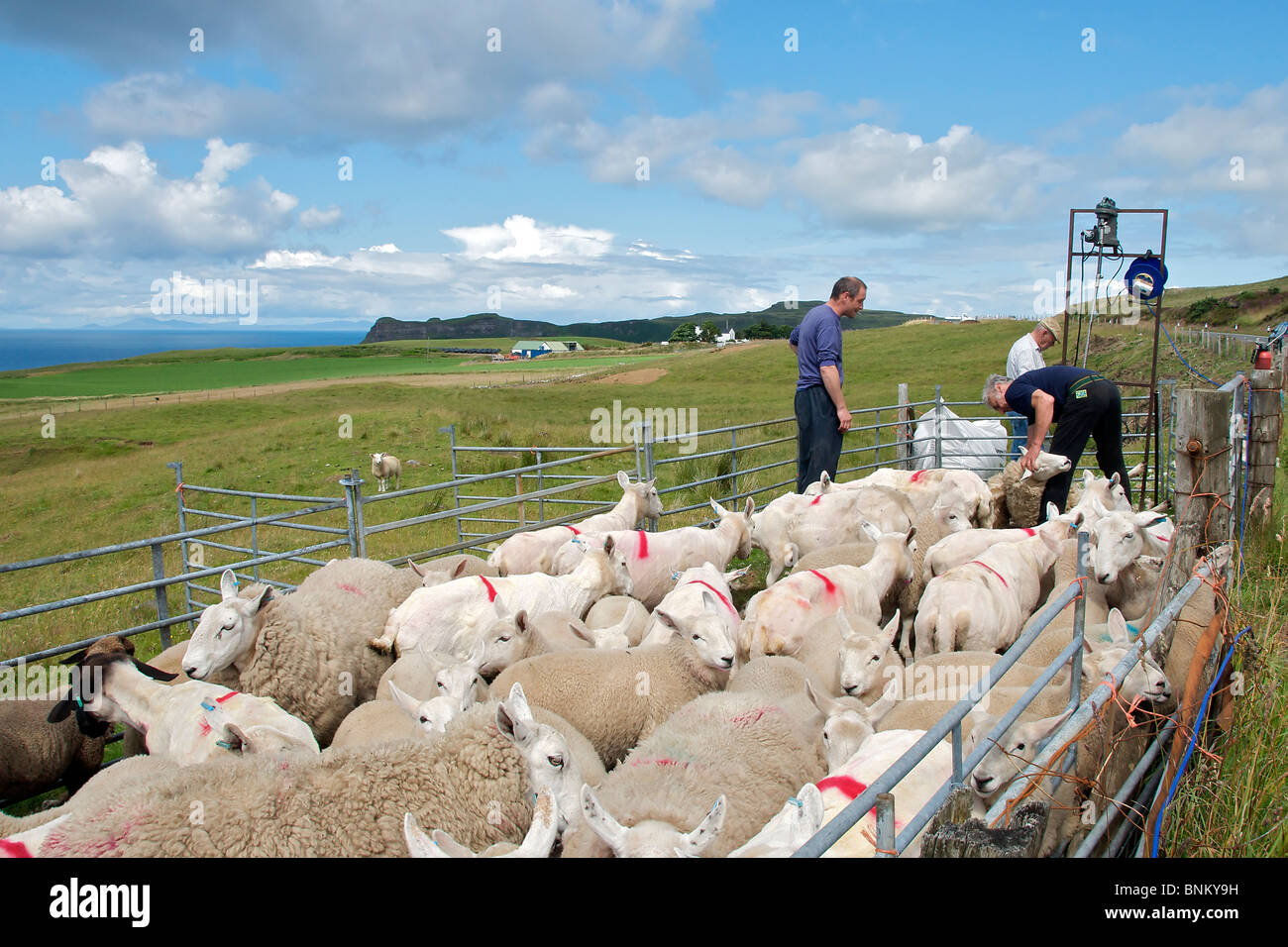 Sheep shearing Island of Skye, Western Isles Scotland Stock Photo