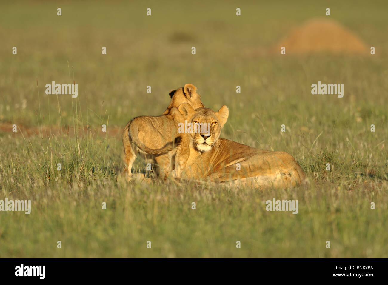 Lioness, Panthera leo, with cub, Masai Mara National Reserve, Kenya ...