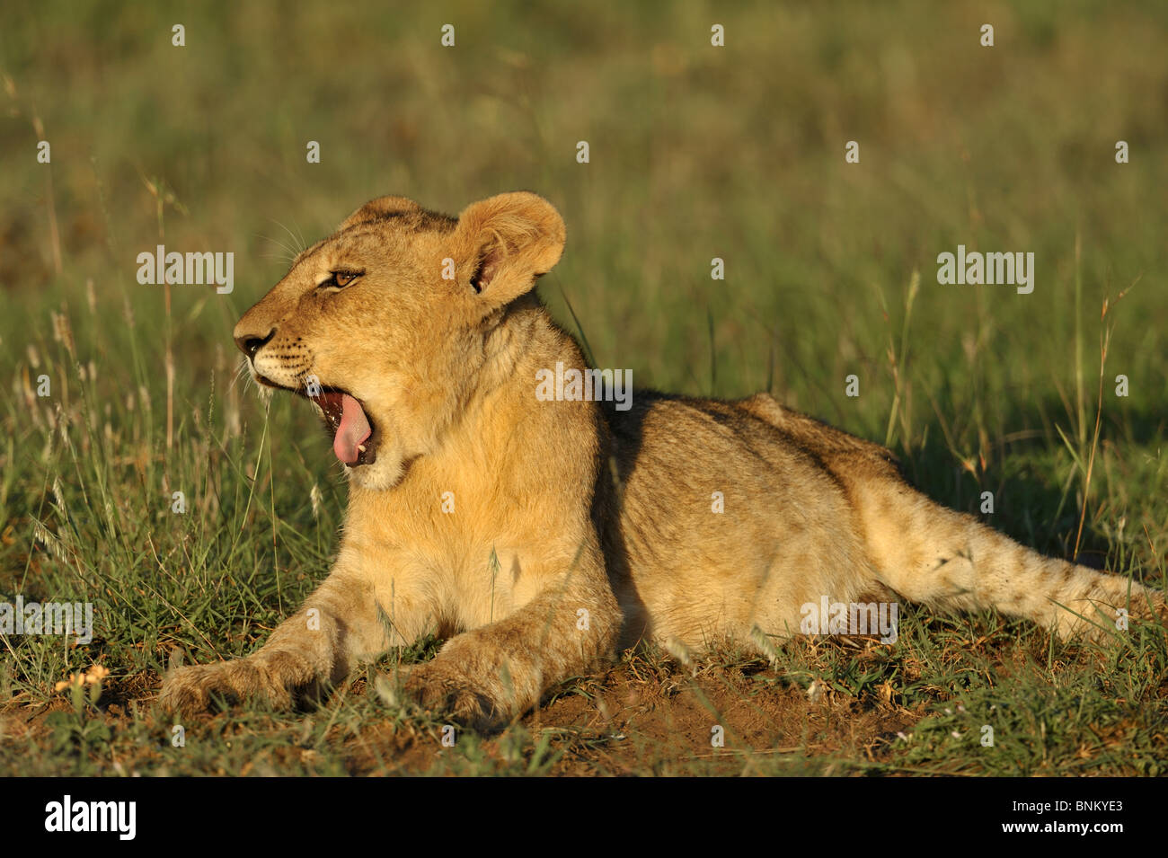 Lion cub, Panthera leo, Masai Mara National Reserve, Kenya Stock Photo ...
