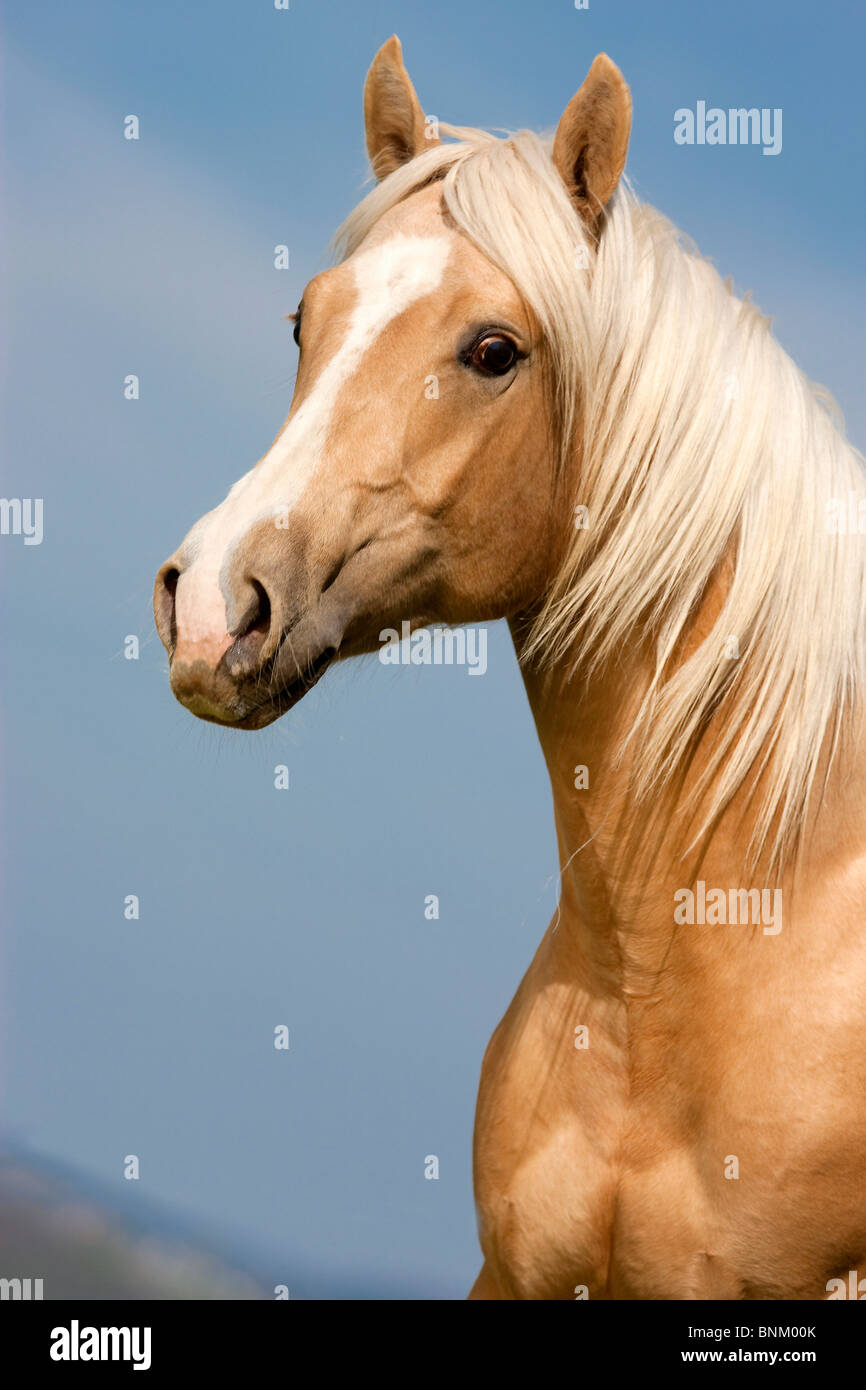 Quarter Horse portrait Stock Photo