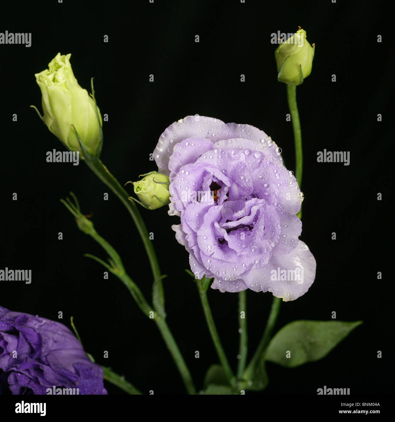 purple flower closeup Stock Photo - Alamy