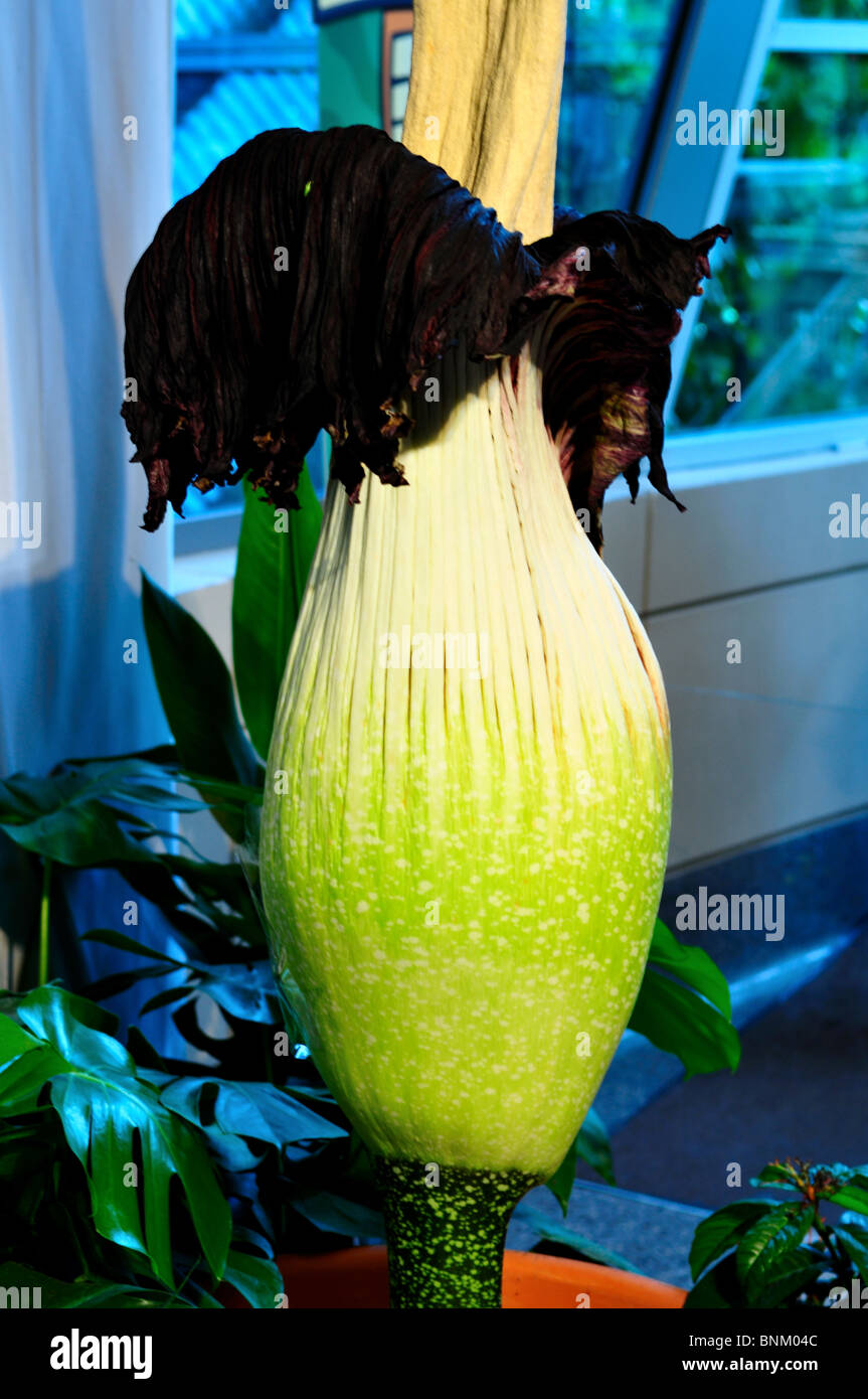 A corpse flower in display. Stock Photo