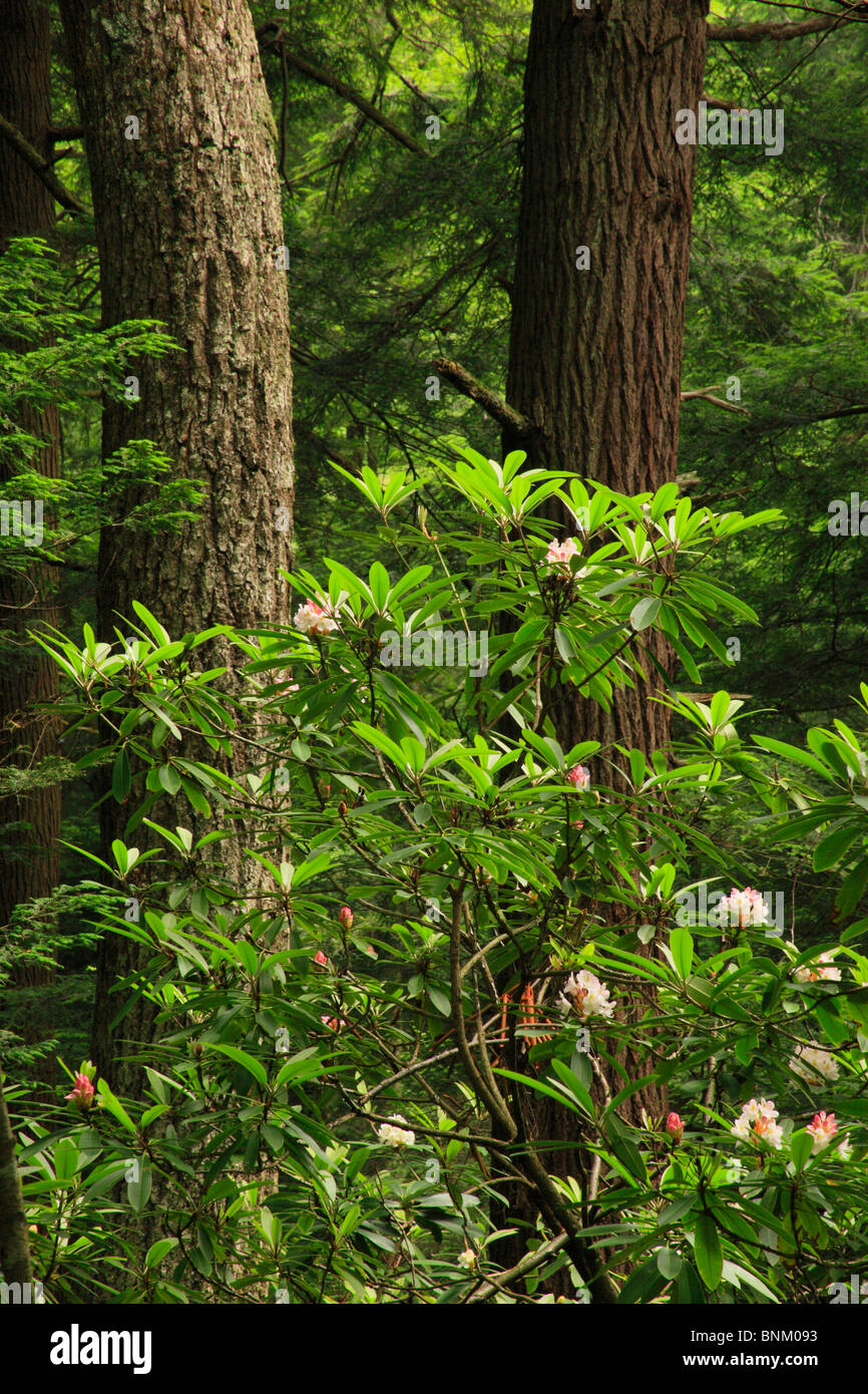 Rhododendron blooming in Cathedral State Park, Brookside, West Virginia, USA Stock Photo