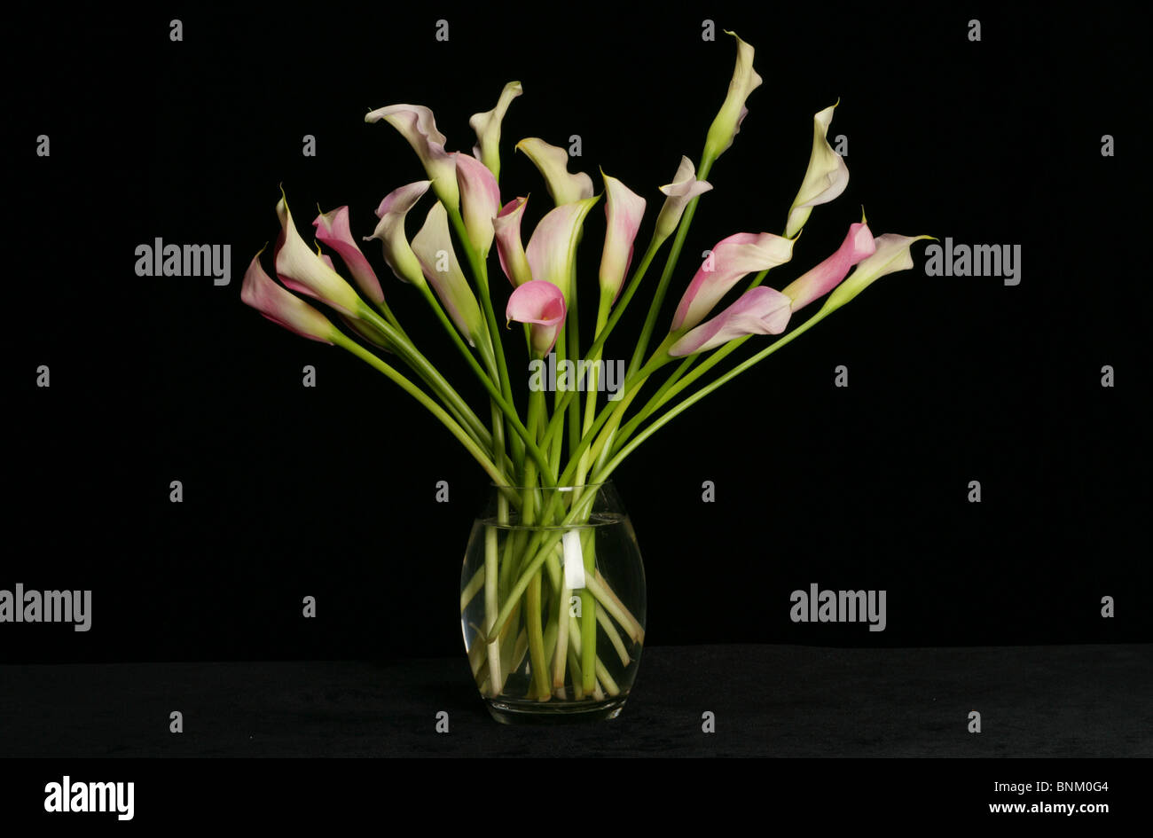 pink Calla Lilies glass vase Stock Photo - Alamy