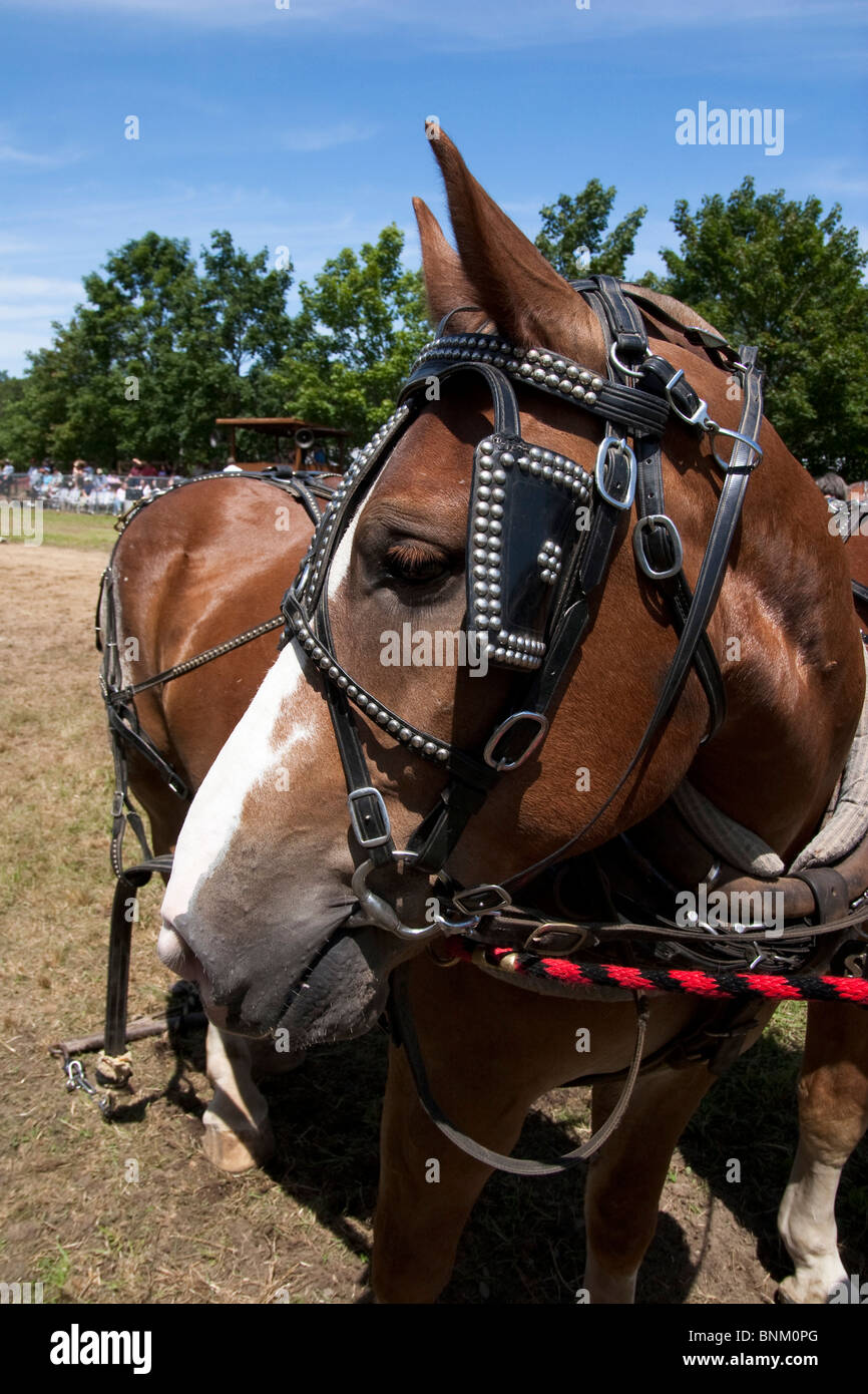A horse in pulling tack at a country fair Stock Photo Alamy