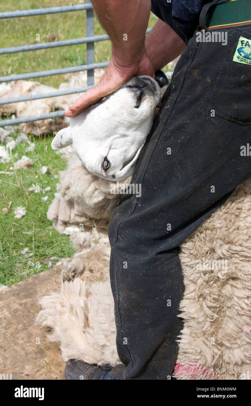 Close-up sheep being sheared Island of Skye, Western Isles Scotland Stock Photo