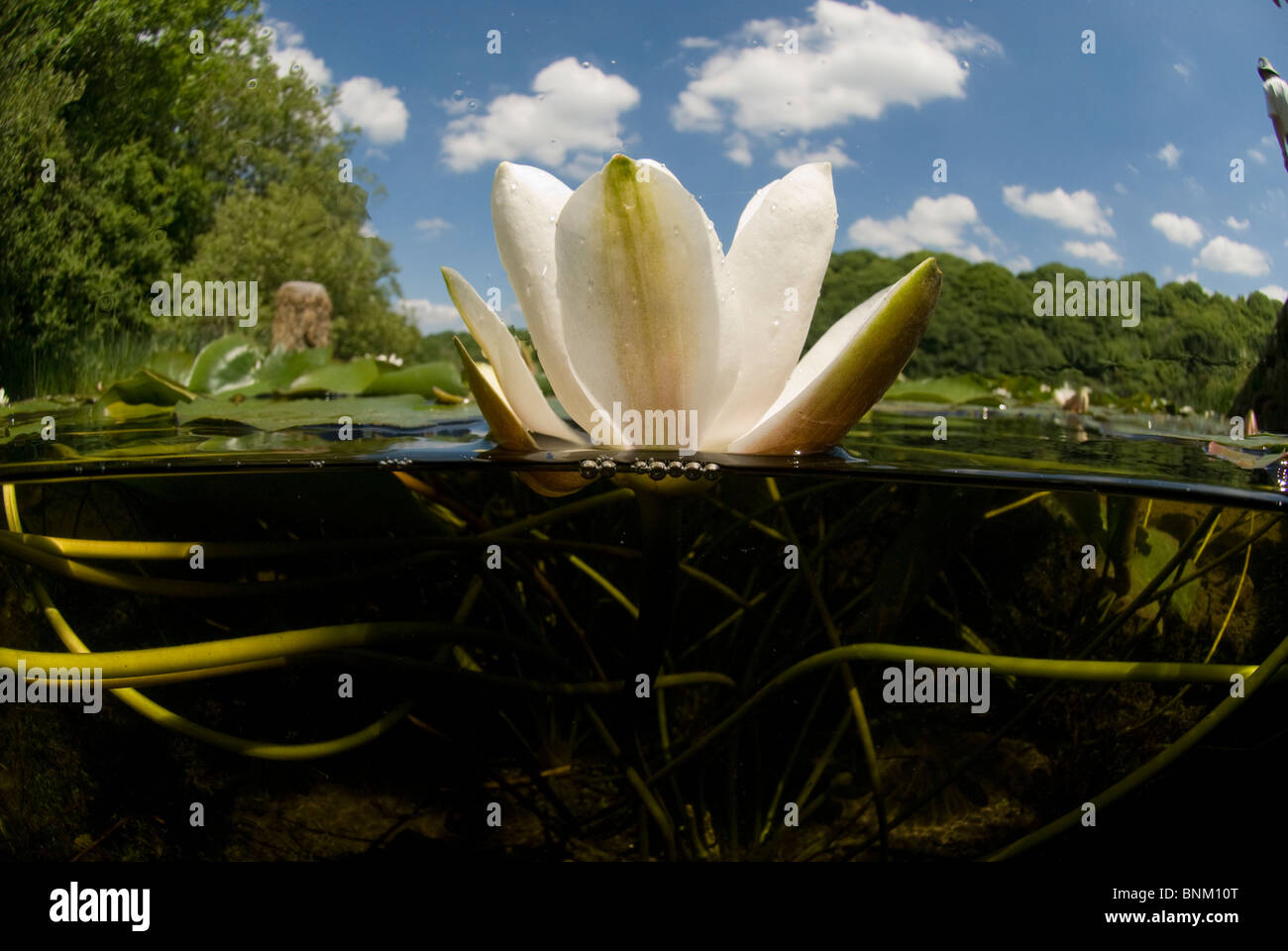 underwater, Bosherston Lily Ponds, Stackpole National Nature Reserve ...