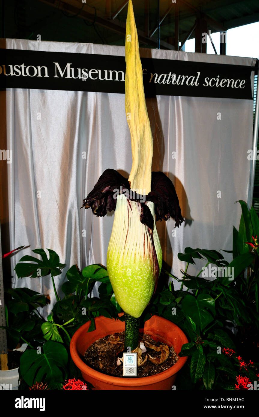 A corpse flower in display. Stock Photo