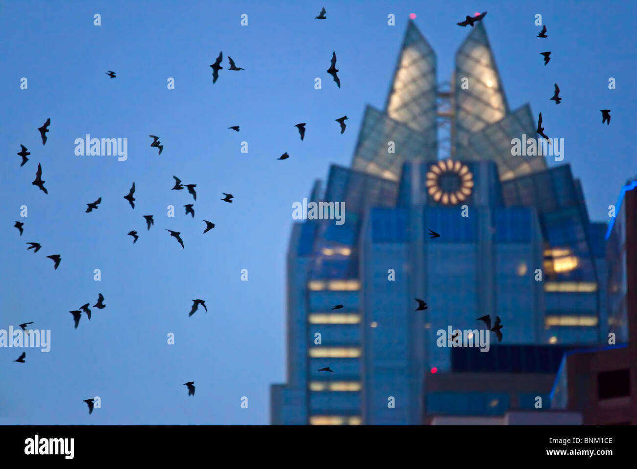 Mexican freetail bats Tadarida brasiliensis flying from Congress Avenue Bridge Austin Texas USA Stock Photo