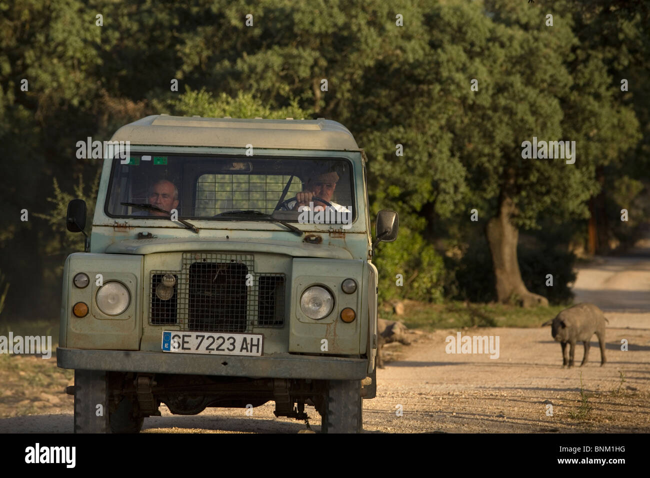 An old style Land Rover van drives along a country road on a farm of Spanish Iberian pigs in Prado del Rey, Cadiz, Spain Stock Photo