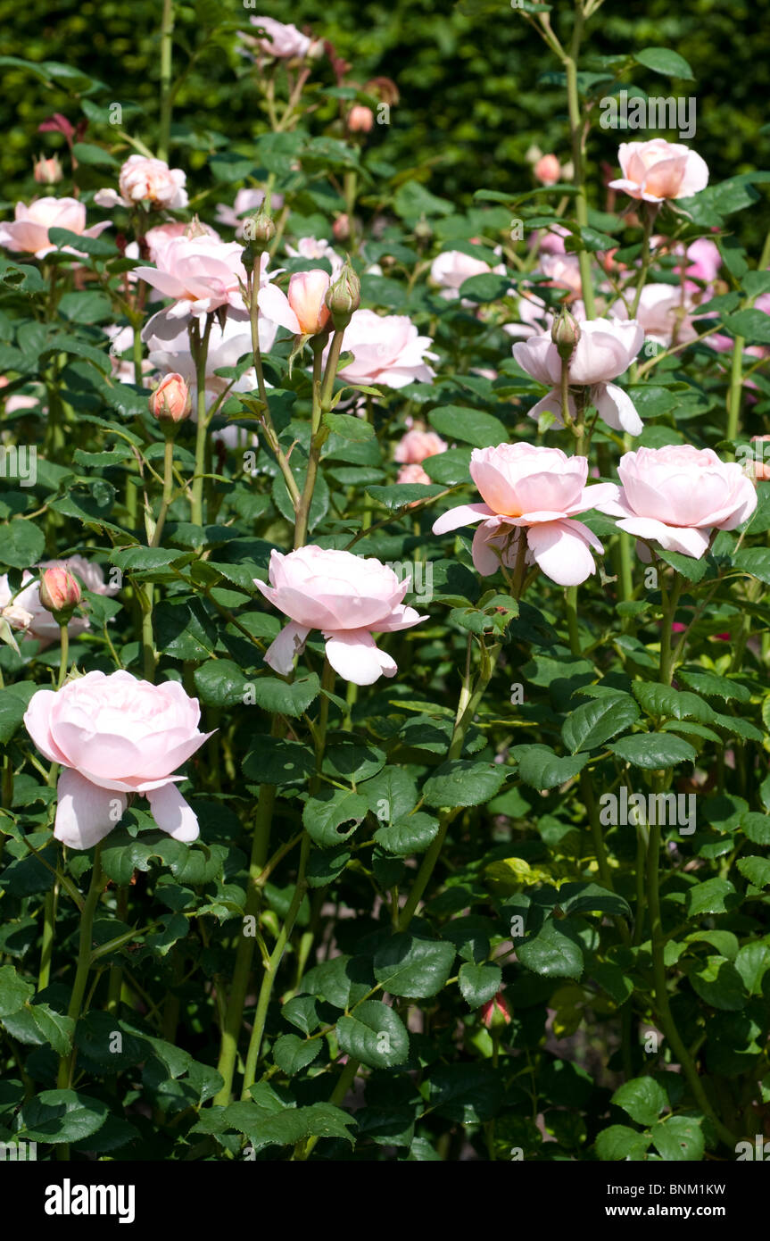 Rose Rosa Queen of Sweden AUSTIGER Stock Photo