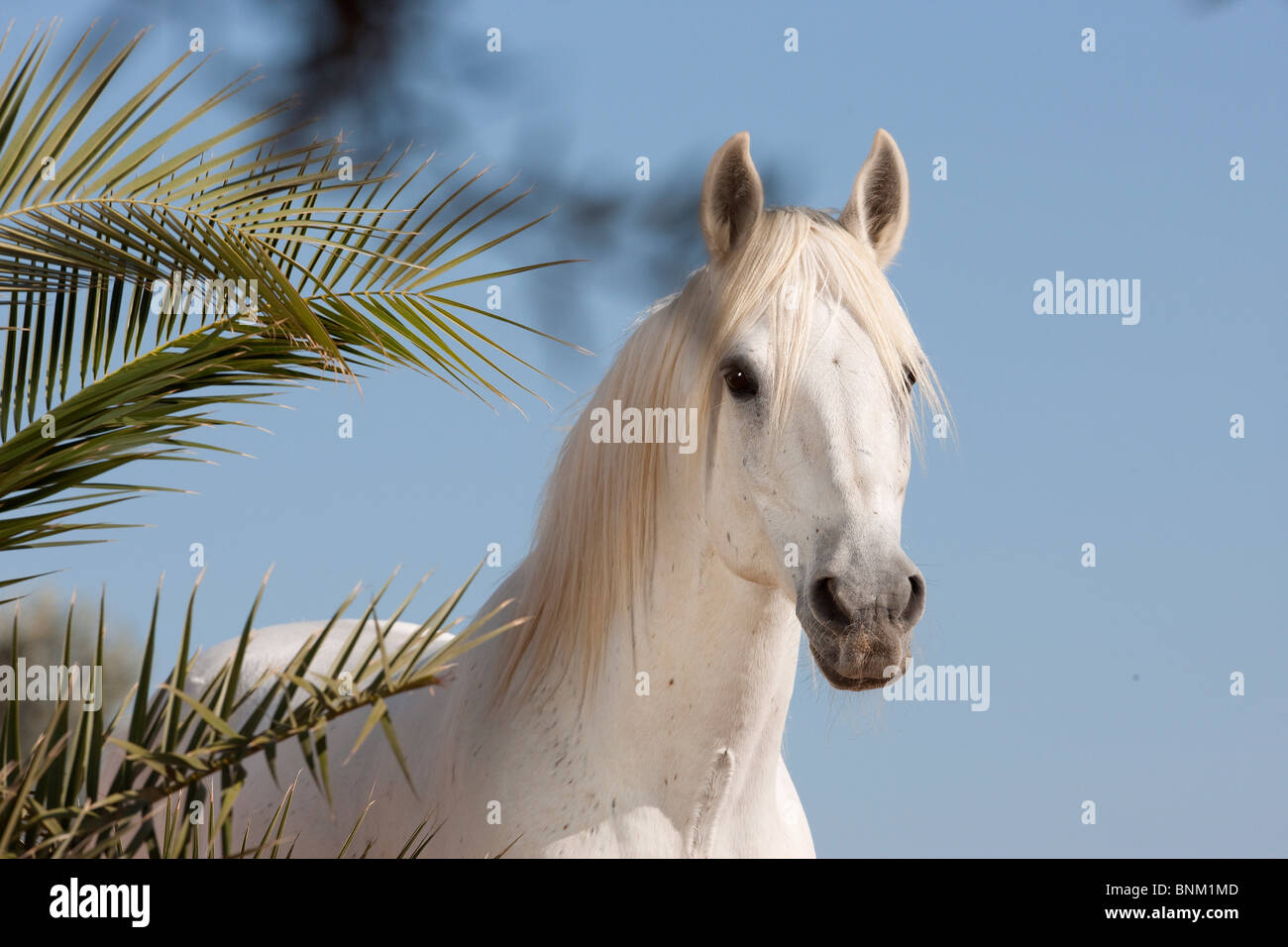 Barb horse portrait Stock Photo