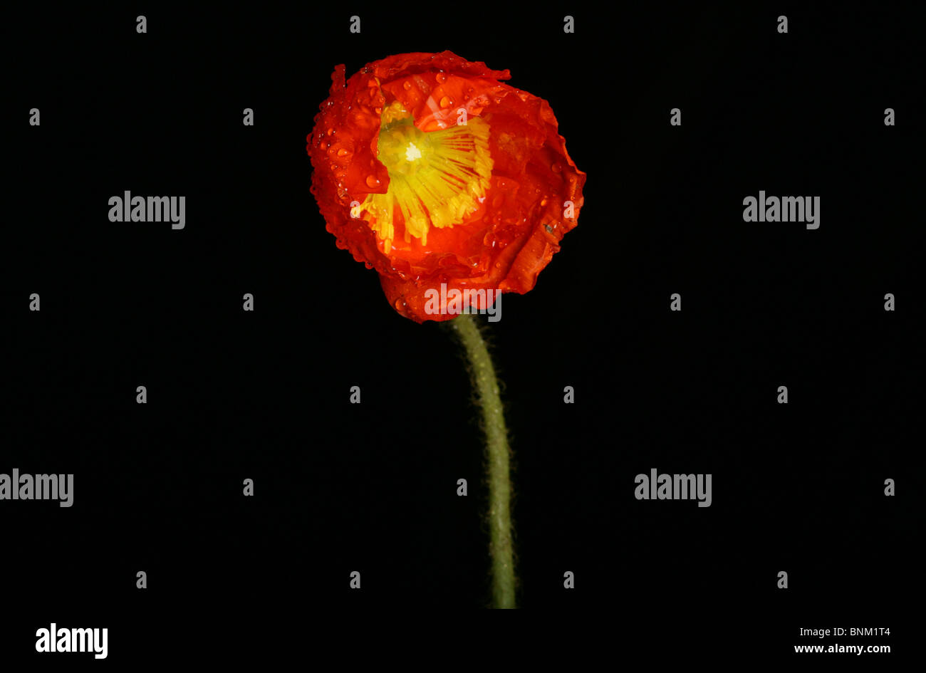 red poppy on a black background Stock Photo - Alamy