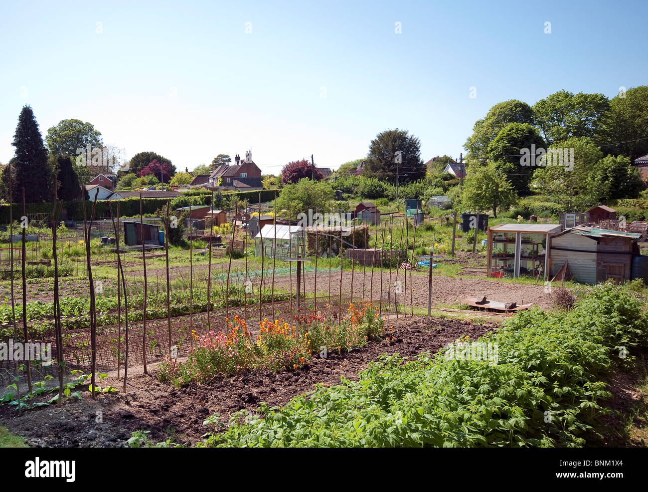A typical village allotment, Hampshire, England, UK Stock Photo Alamy