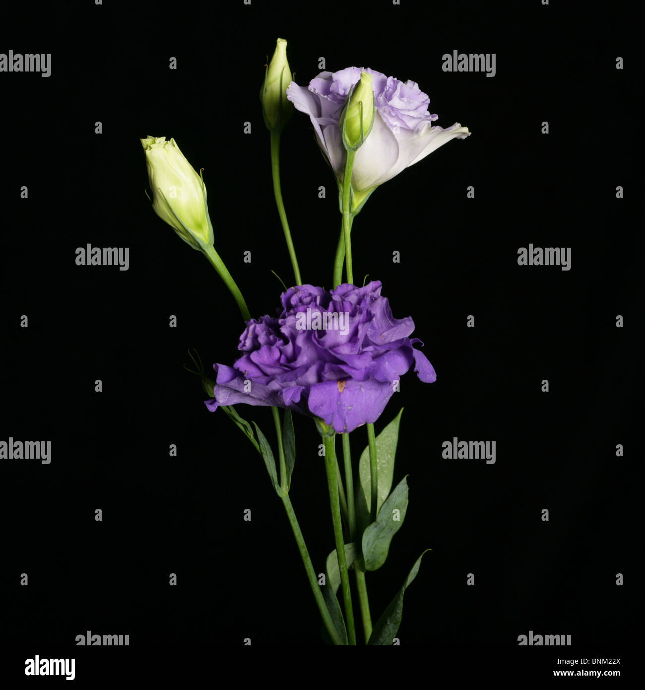 purple flowers closeup Stock Photo - Alamy