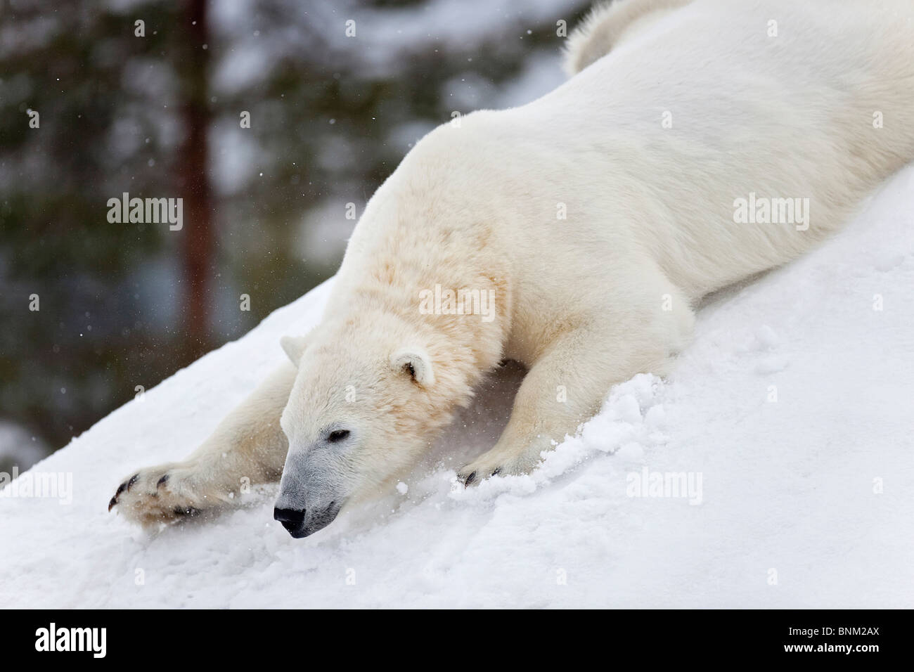 Polar bear sliding down a hill / Ursus maritimus Stock Photo Alamy
