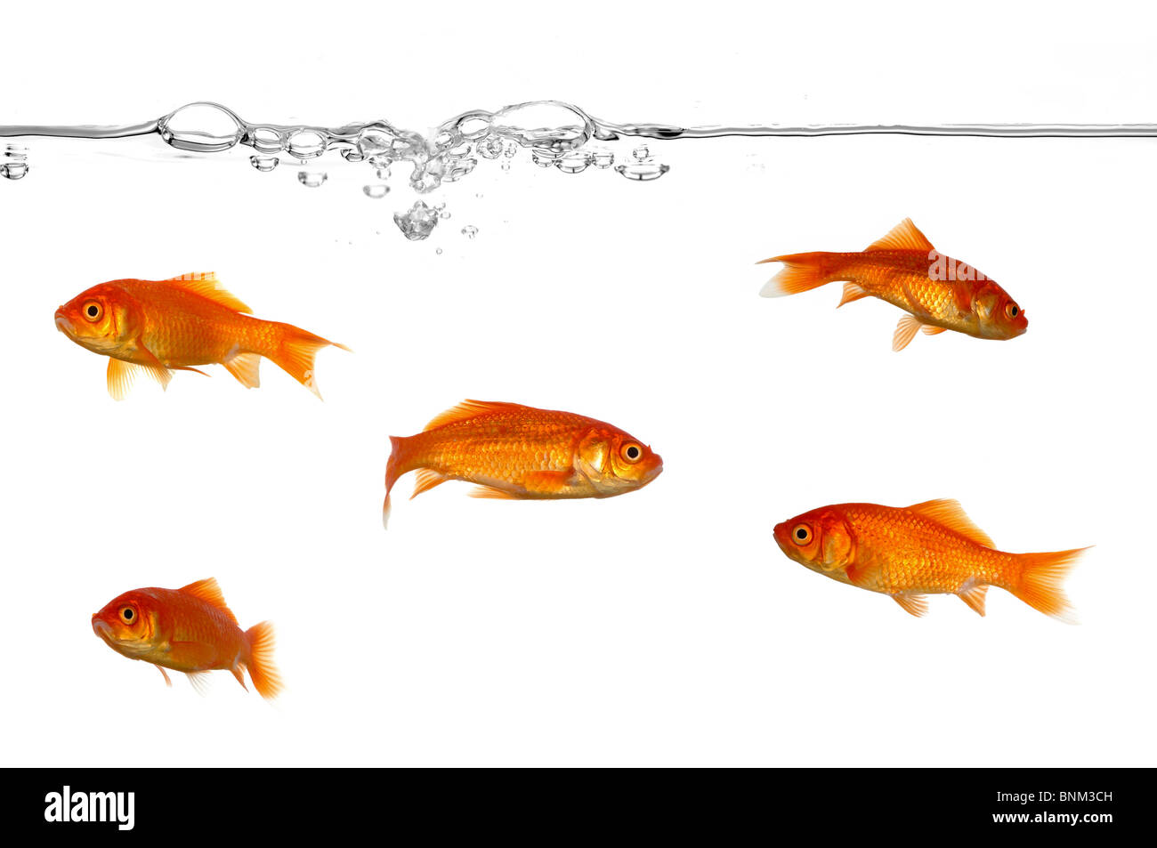 A groupe of gold fish swimming in the water. Stock Photo