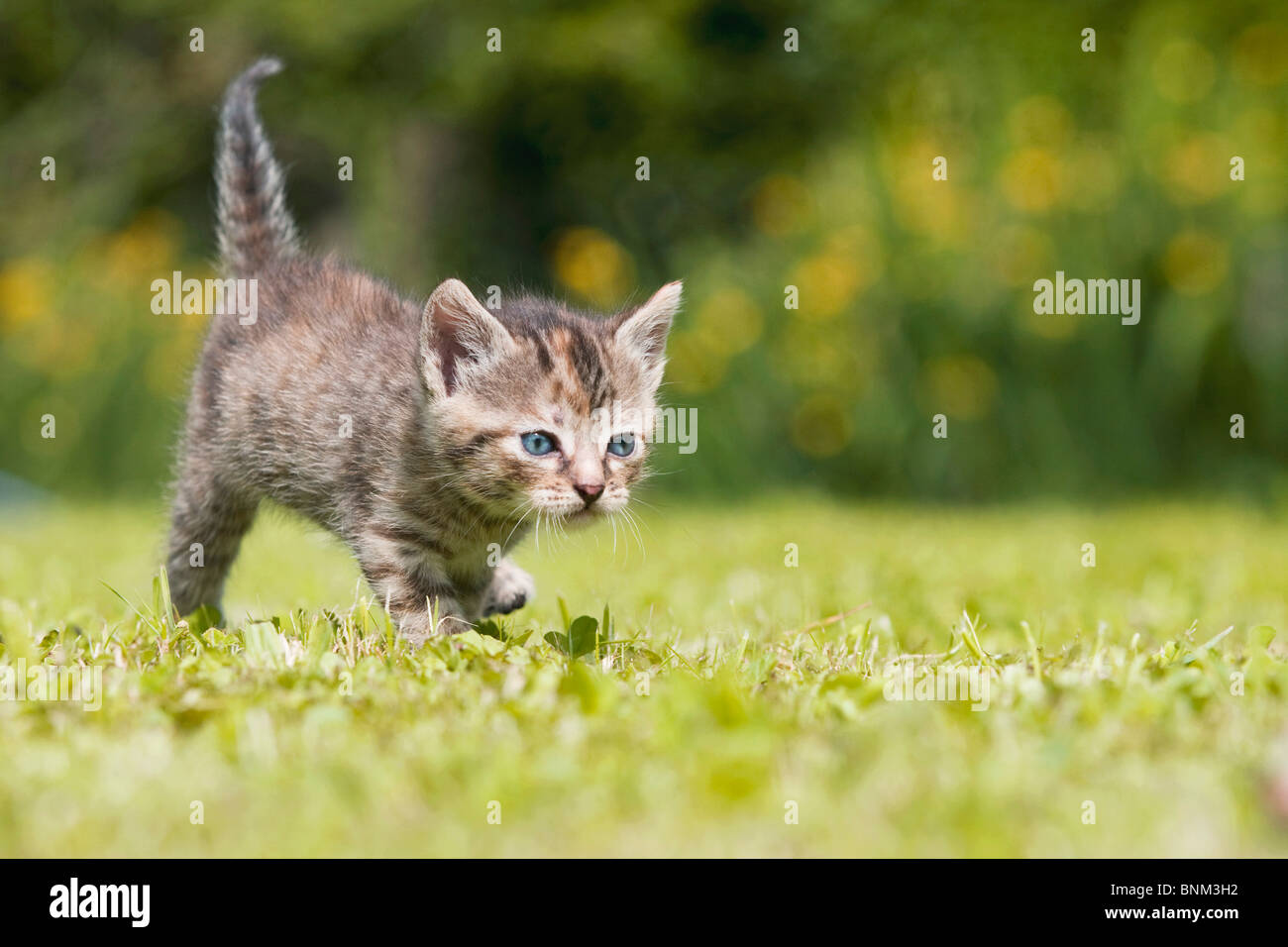 tabby kitten walking meadow Stock Photo - Alamy