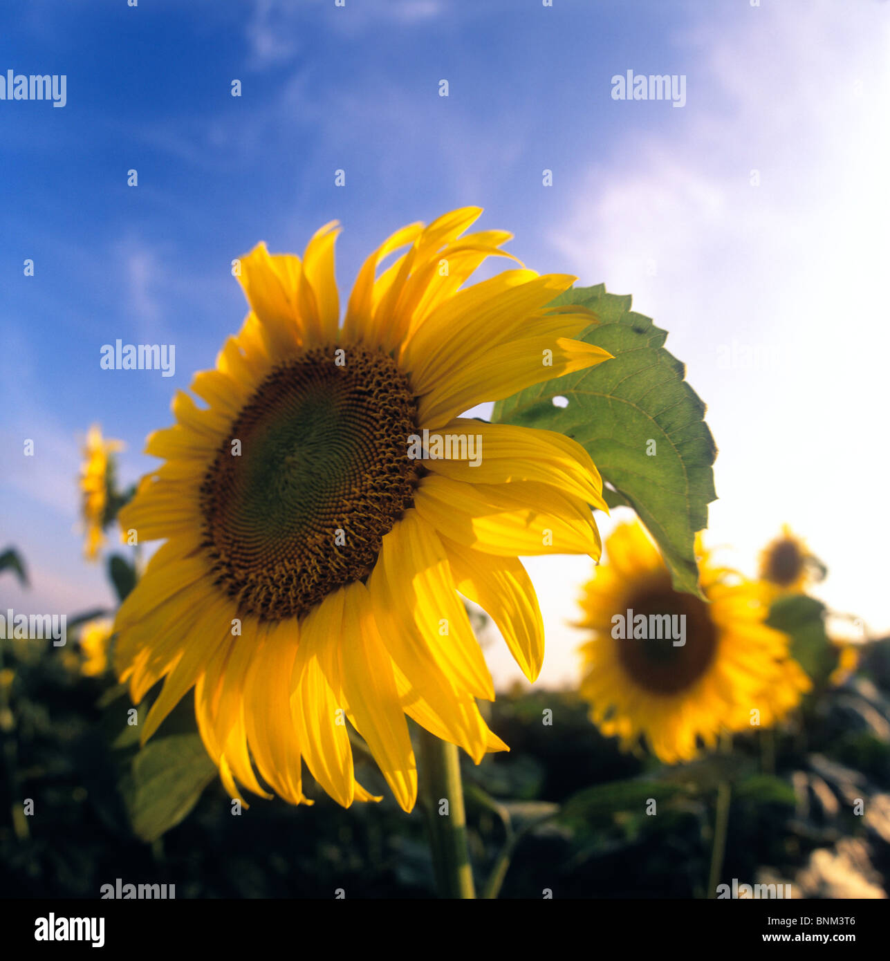 Sunflowers against blue sky Stock Photo - Alamy