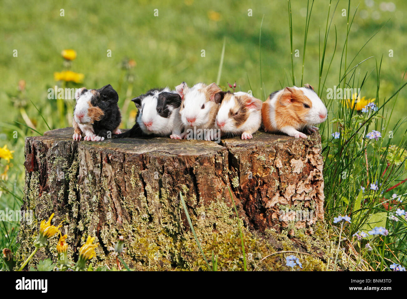 five different guinea pigs tree stump Stock Photo Alamy