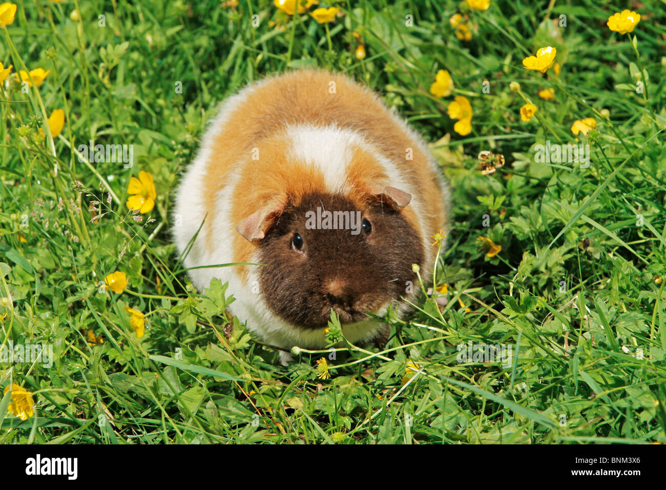 Guinea Pig Meadow Stock Photo Alamy guinea-pig-meadow-stock-photo-alamy