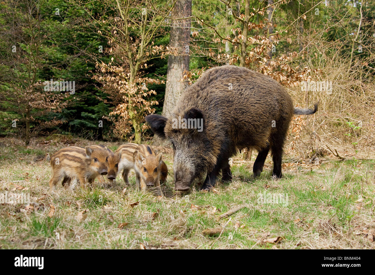 sow with boar piglets forest / Sus scrofa Stock Photo