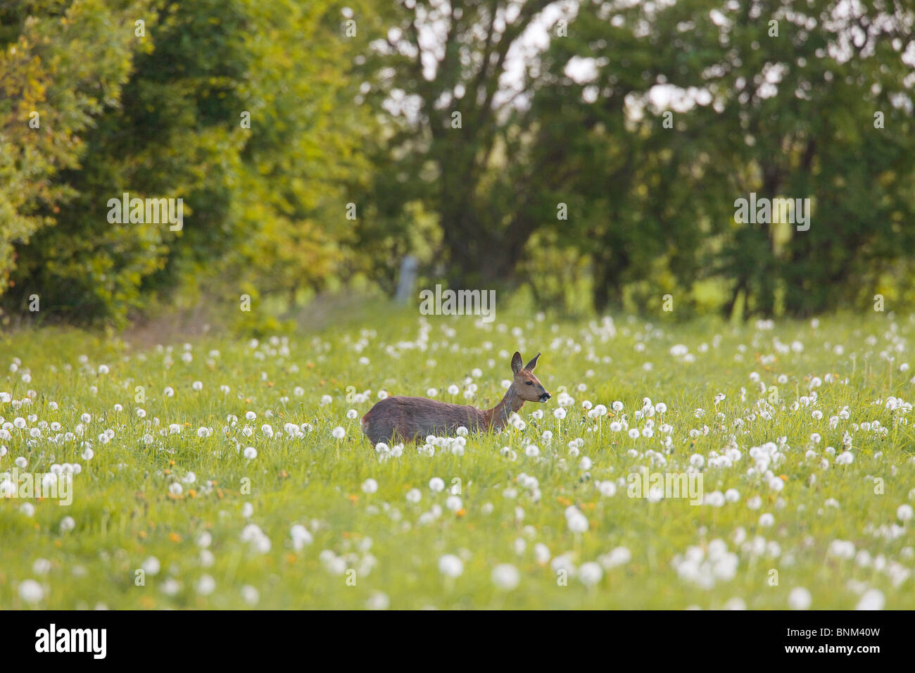 Doe roe deer hi-res stock photography and images - Alamy