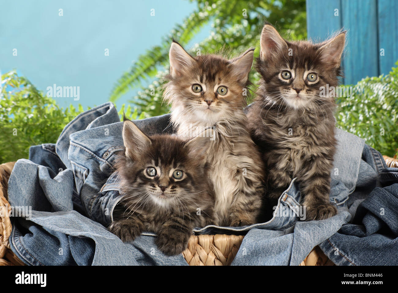 Maine Coon cat three kittens basket Stock Photo Alamy