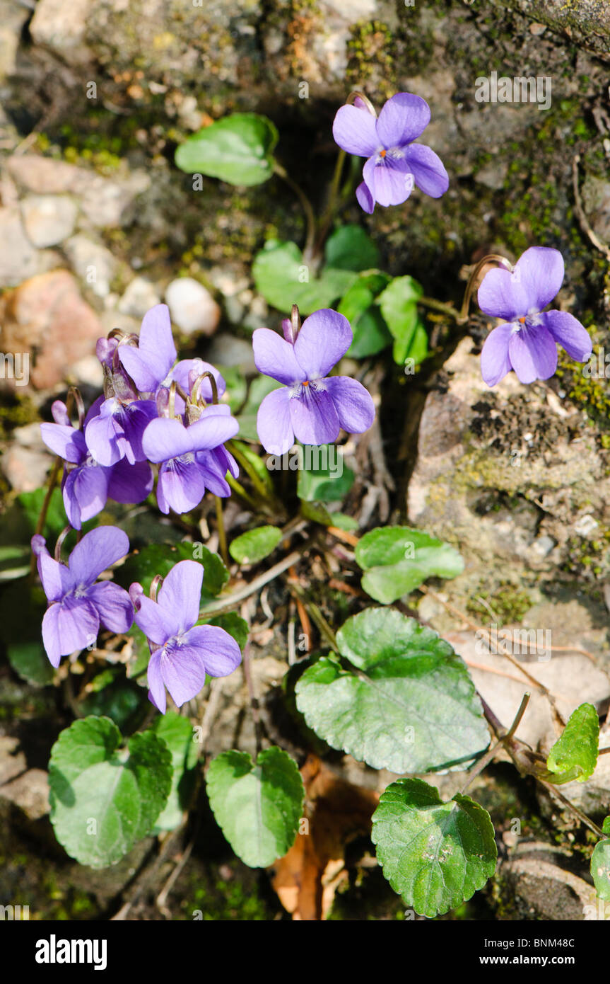 Violet wildflowers, Spain Stock Photo