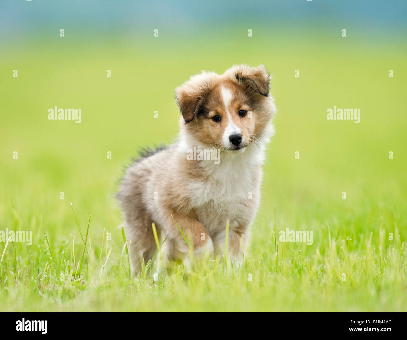 Sheltie, Shetland Sheepdog. Puppy standing on a meadow Stock Photo