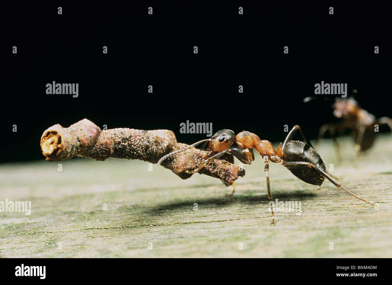 Southern wood ant - carrying a piece of wood / Formica rufa Stock Photo